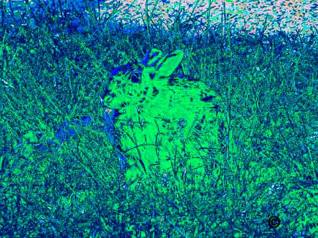 _IMG2835-Irishbunny.jpg