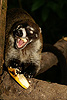 [I simply love bananas...]