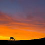 [Elk at sunrise]
