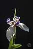 [walking iris]