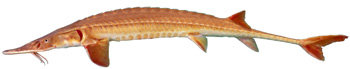 An endangered Alabama sturgeon from the Mobile River